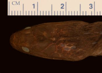 Media type: image;   Herpetology R-22670